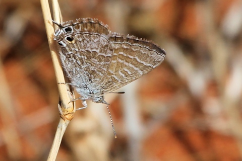 Wattle Blue (Theclinesthes miskini)
